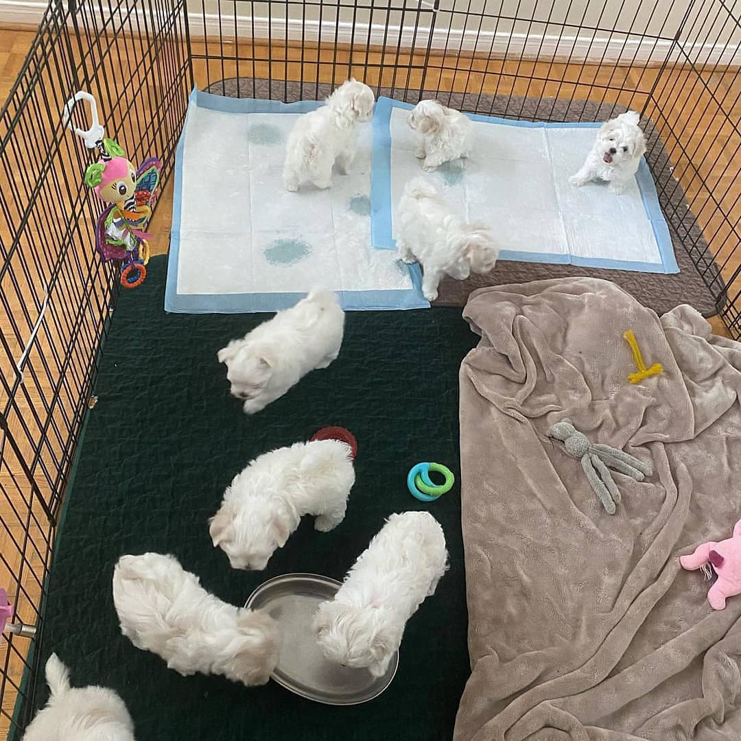 8 -9-10 and 12 weeks old maltese and maltipoo available now inbox me if interested in getting on (1)