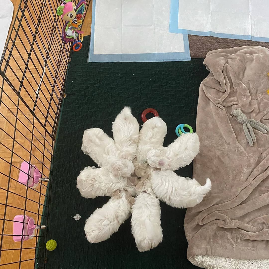 8 -9-10 and 12 weeks old maltese and maltipoo available now inbox me if interested in getting on (2)