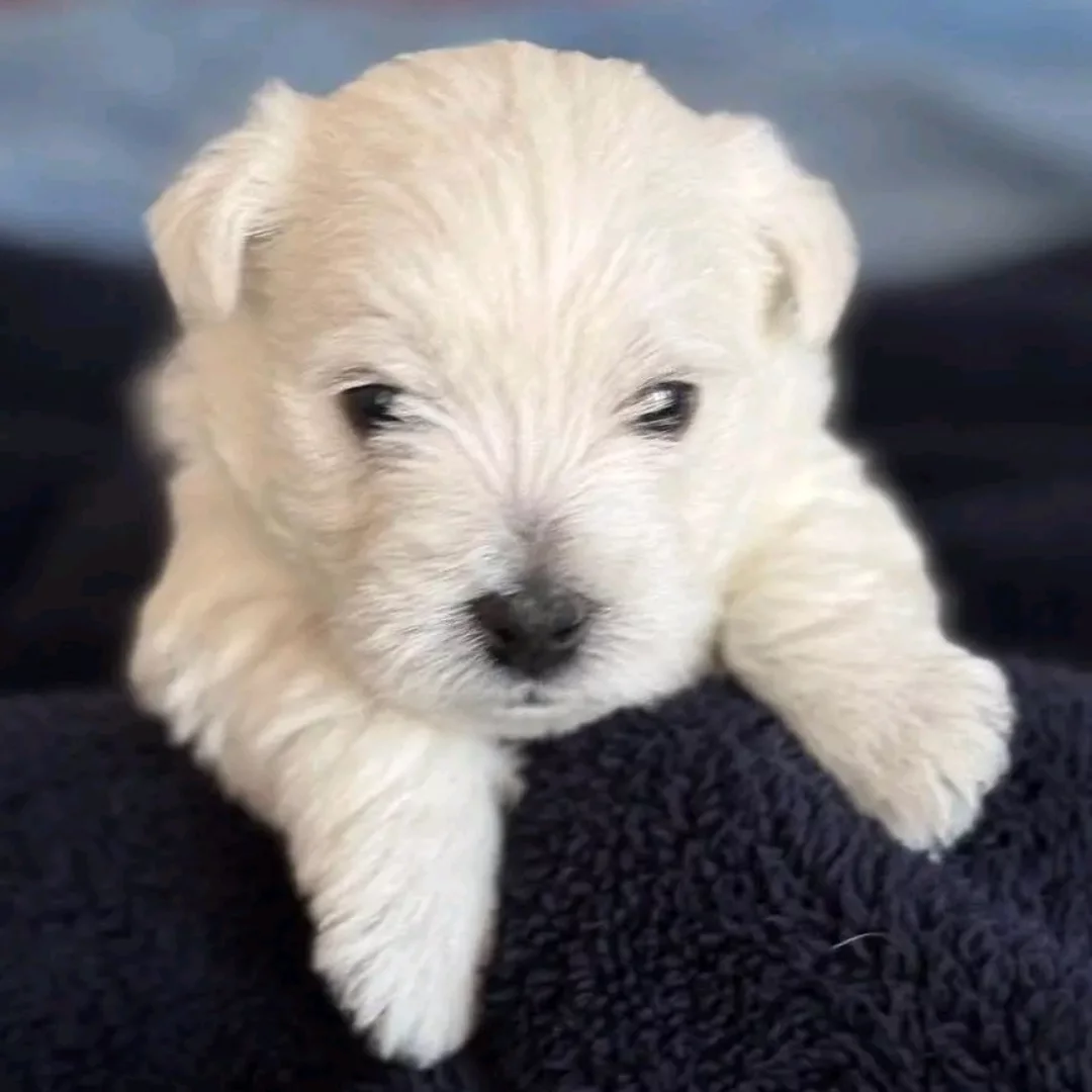 Hochwertige Malteserwelpen (Rüden und Hündinnen, 100% reinrassig). Süß und gesund!