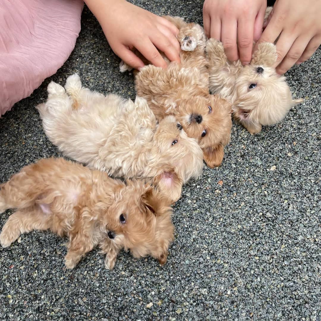 Malteserwelpe zu verkaufen..