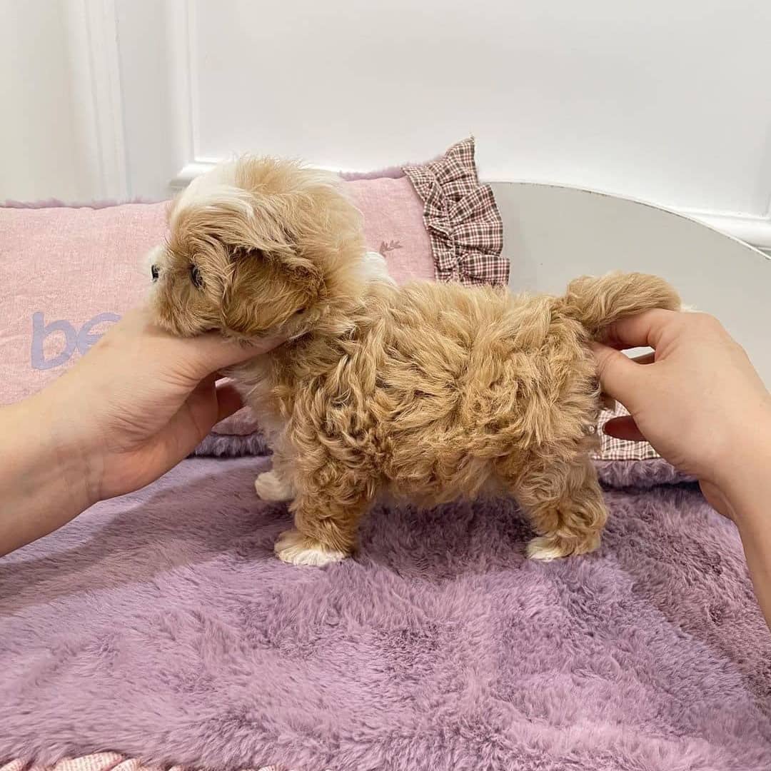 Malteserwelpe zu verkaufen.