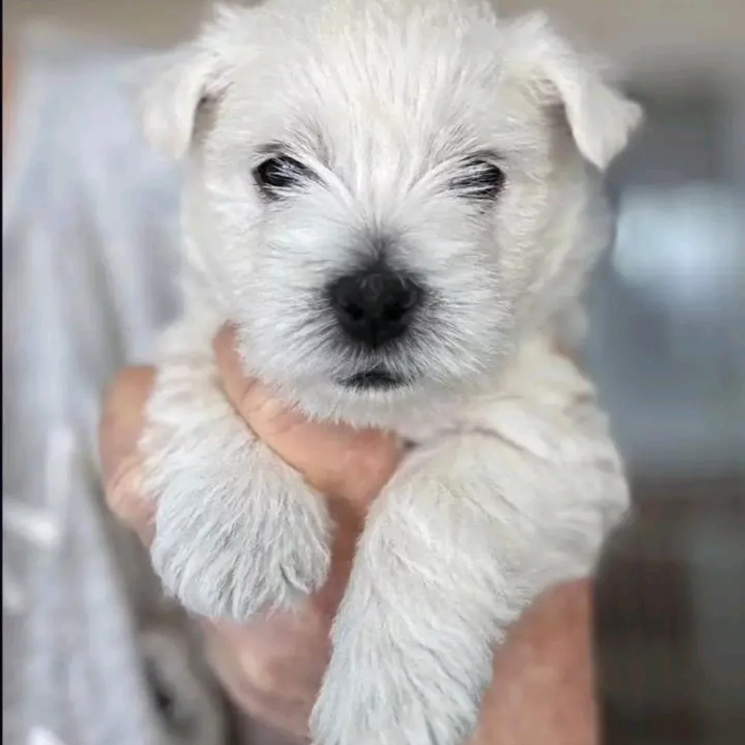 Top quality Male and Female Maltese puppies(100_ Purebred). Nice and Healthy!