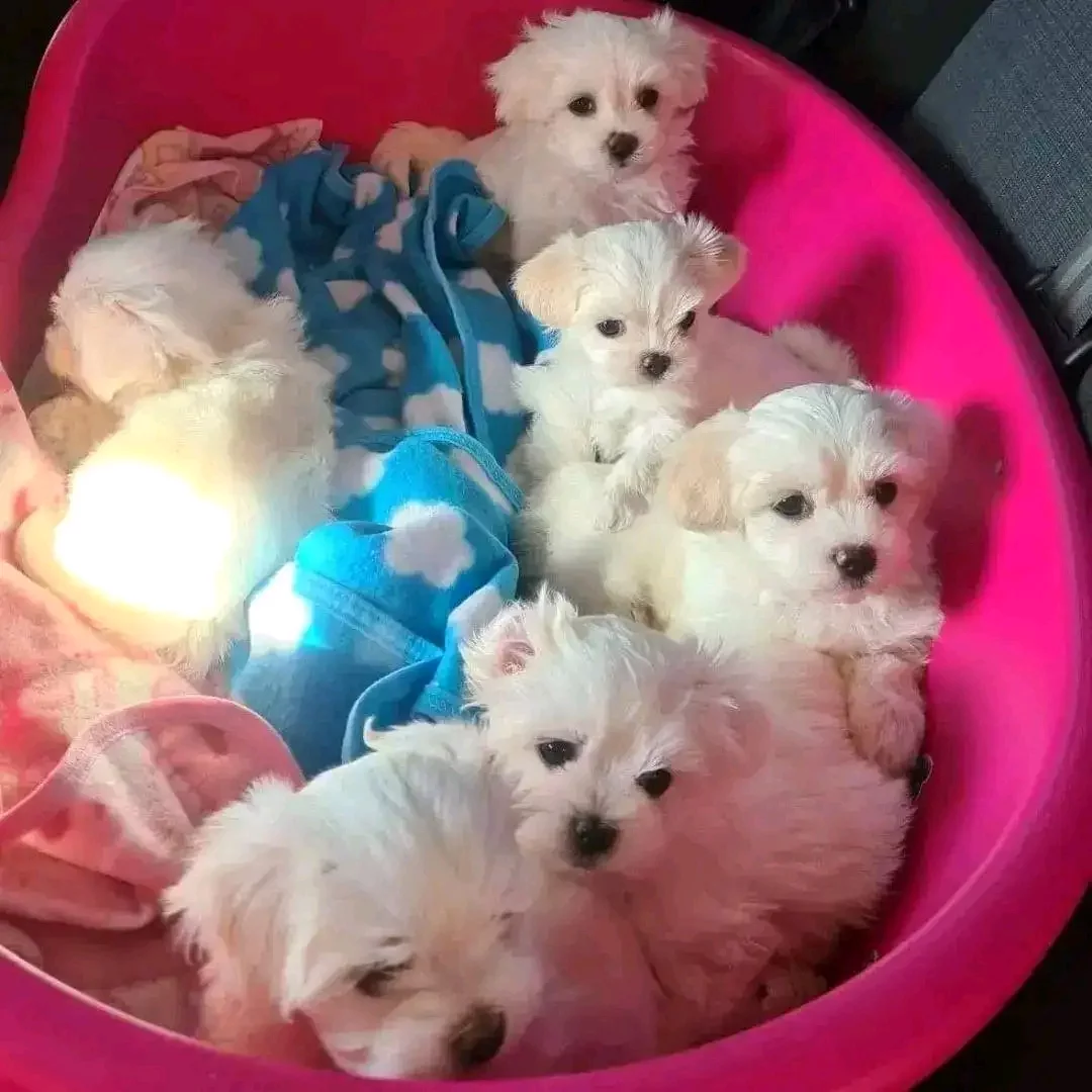 Wunderschöne Malteserwelpen suchen ein neues Zuhause! 😍 Bitte zögern Sie nicht, uns zu kontaktieren.